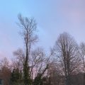 Pinky blue morning sky with silhouette trees.