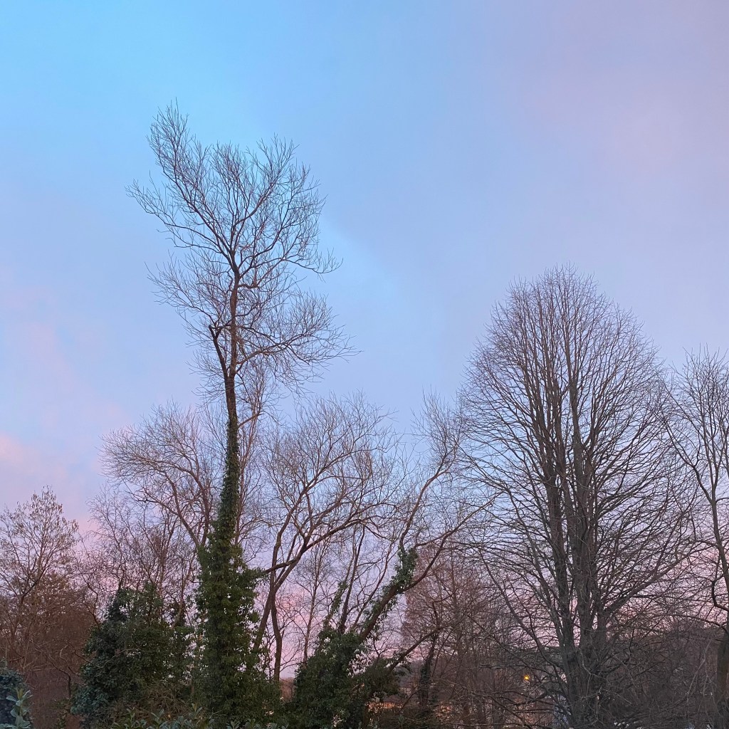 Pinky blue morning sky with silhouette trees.