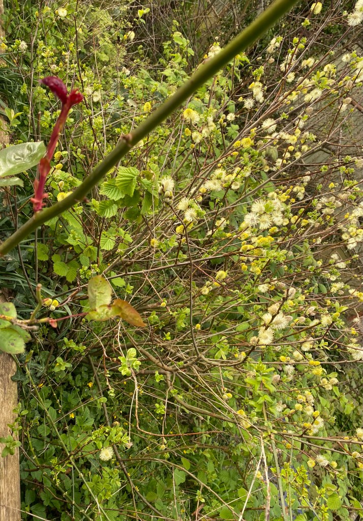 A new red Rose shoot.