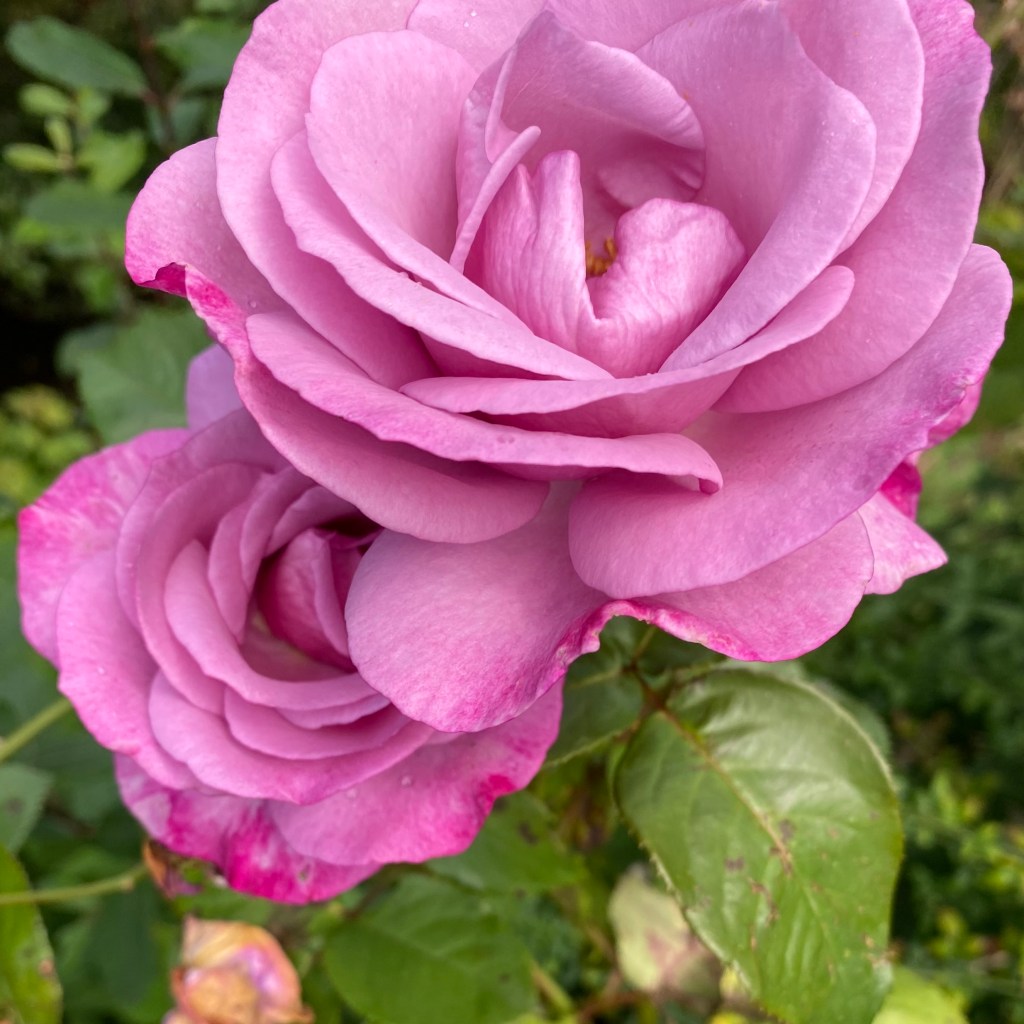 Two pink roses.