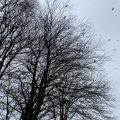 Trees in silhouette with the crows flying around.