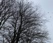 Trees in silhouette with the crows flying around.