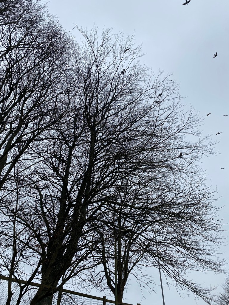 Trees in silhouette with the crows flying around.