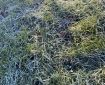 Frosty grass.