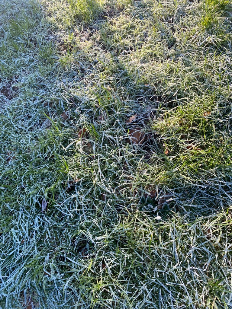 Frosty grass.