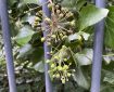 Common Ivy.