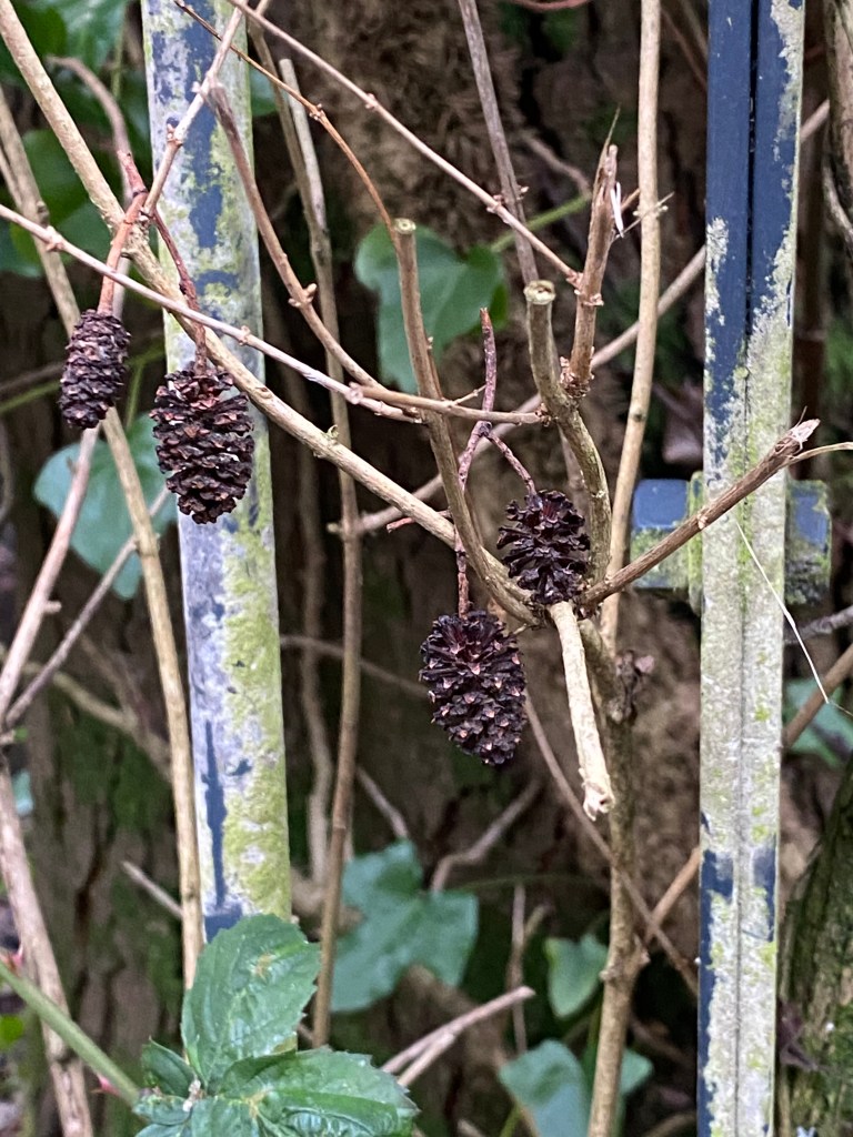 Cones growing through the bars.