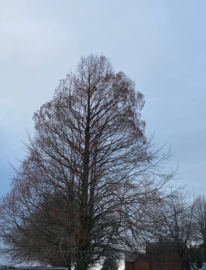 Winter tree against a grey blue tree. 