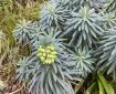 Mediterranean Spurge.