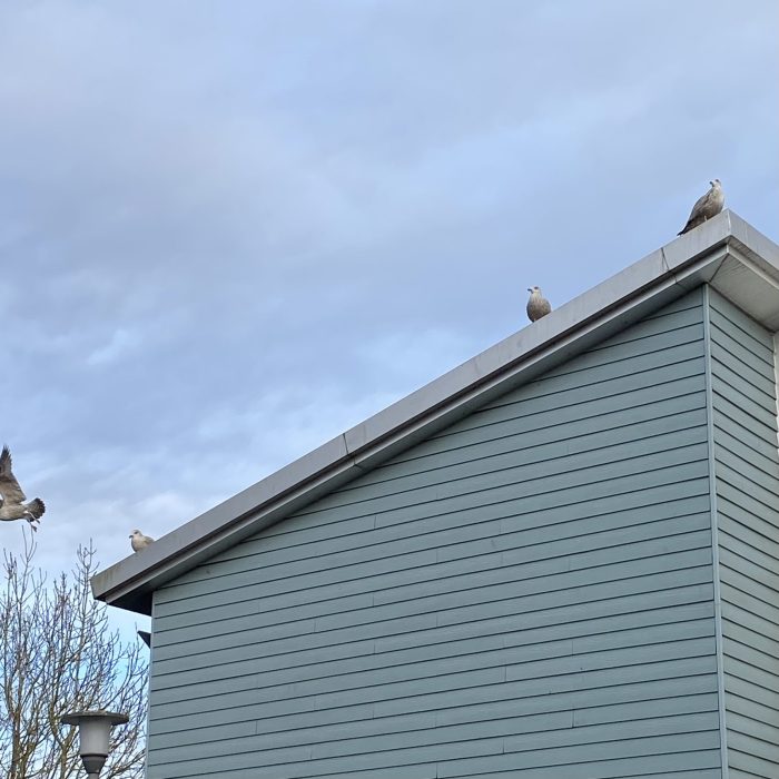 Seagulls on a cold tin roof.