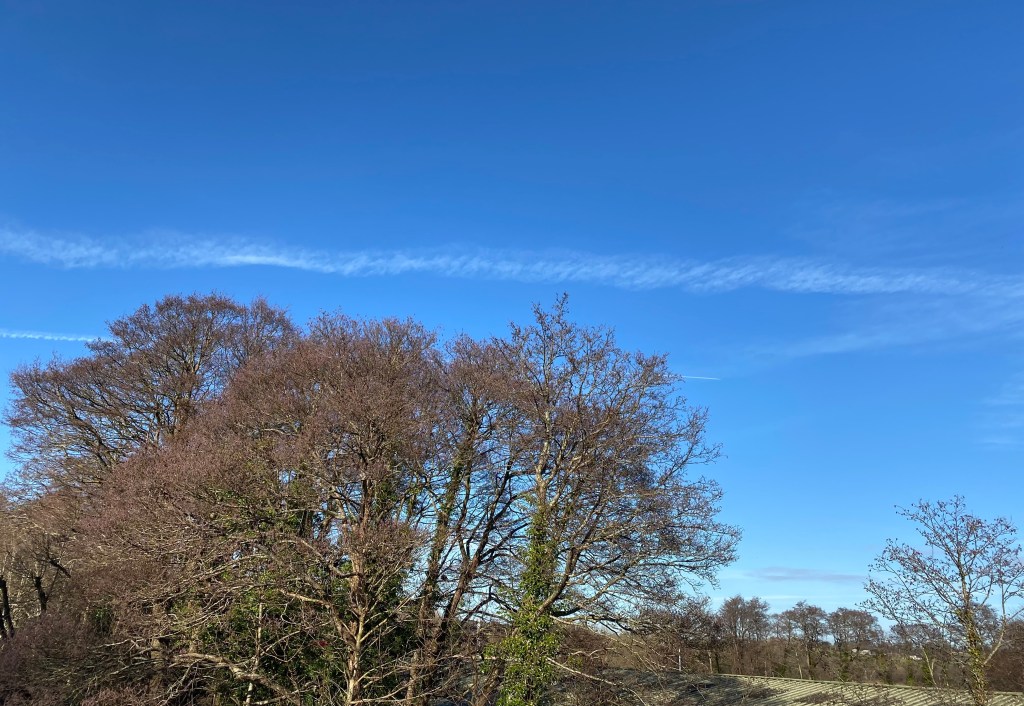 Big sky above some trees.