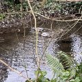 Two Mallard ducks on the Totnes leat.