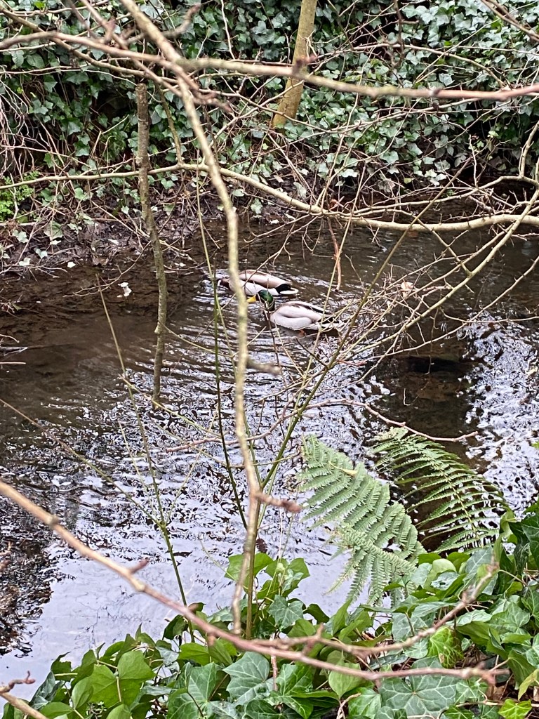 Two Mallard ducks on the Totnes leat.