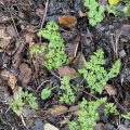 Cow Parsley among wet winter leaves.