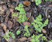 Cow Parsley among wet winter leaves.