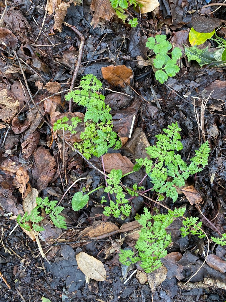 Cow Parsley among wet winter leaves.