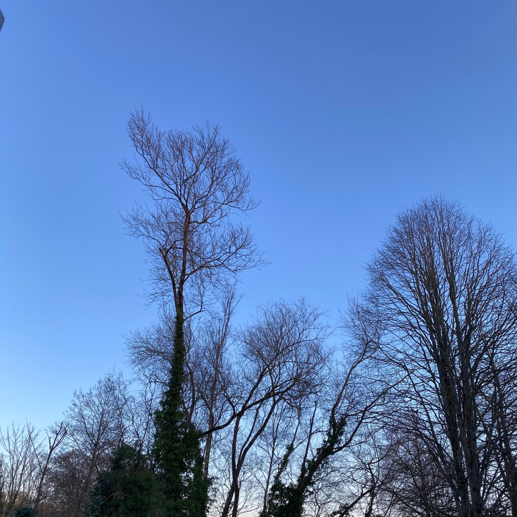 Silhouette Trees against a clear blue sky.