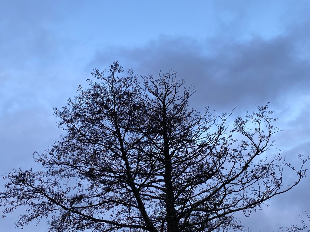Silhouette tree against a stormy sky.