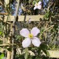 Anemone Clematis.