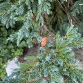 Orange leaf resting on juniper leaves.