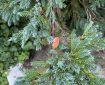 Orange leaf resting on juniper leaves.