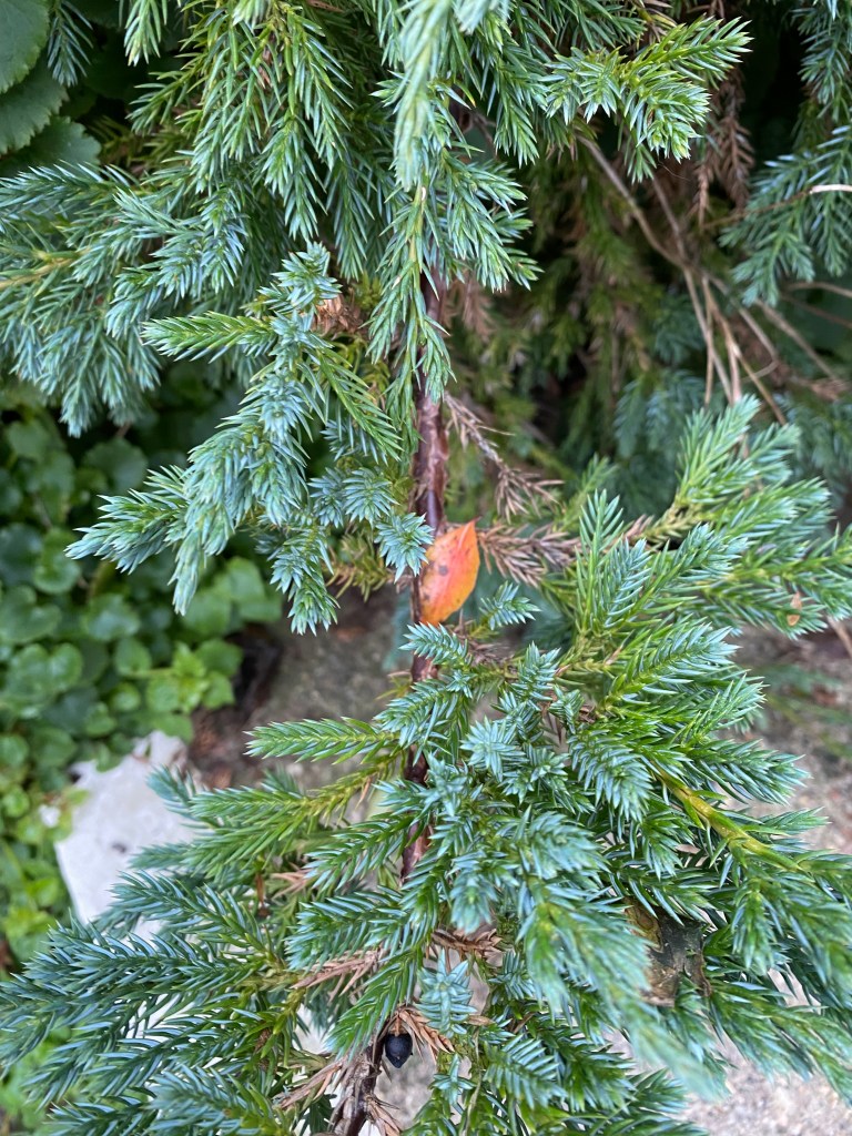 Orange leaf resting on juniper leaves.
