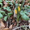 Crocus