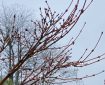 Maple branches in the rain.
