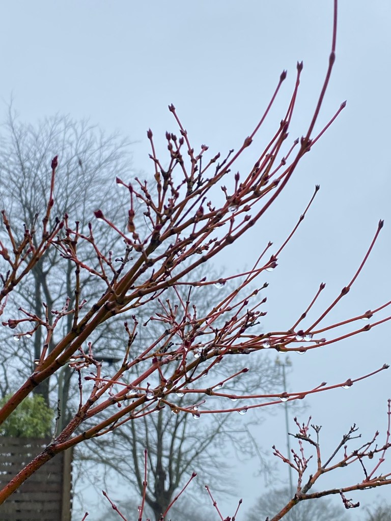 Maple branches in the rain.
