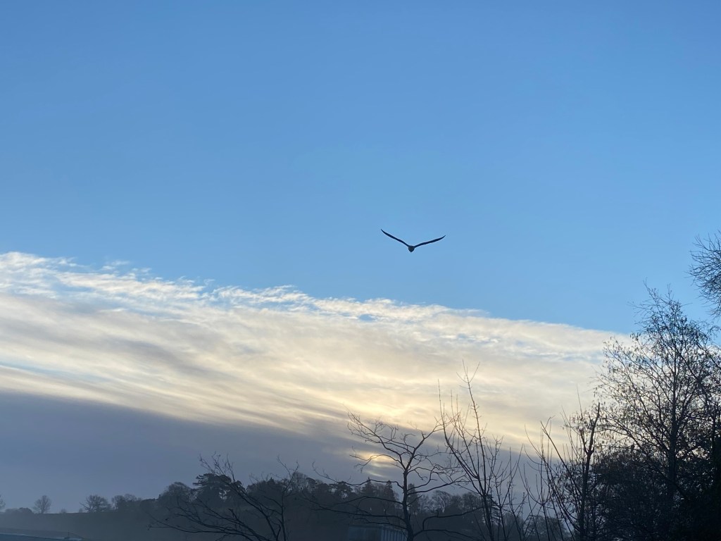 A seagull gliding in the morning sky.