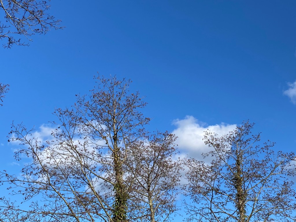 Clouds through the trees.