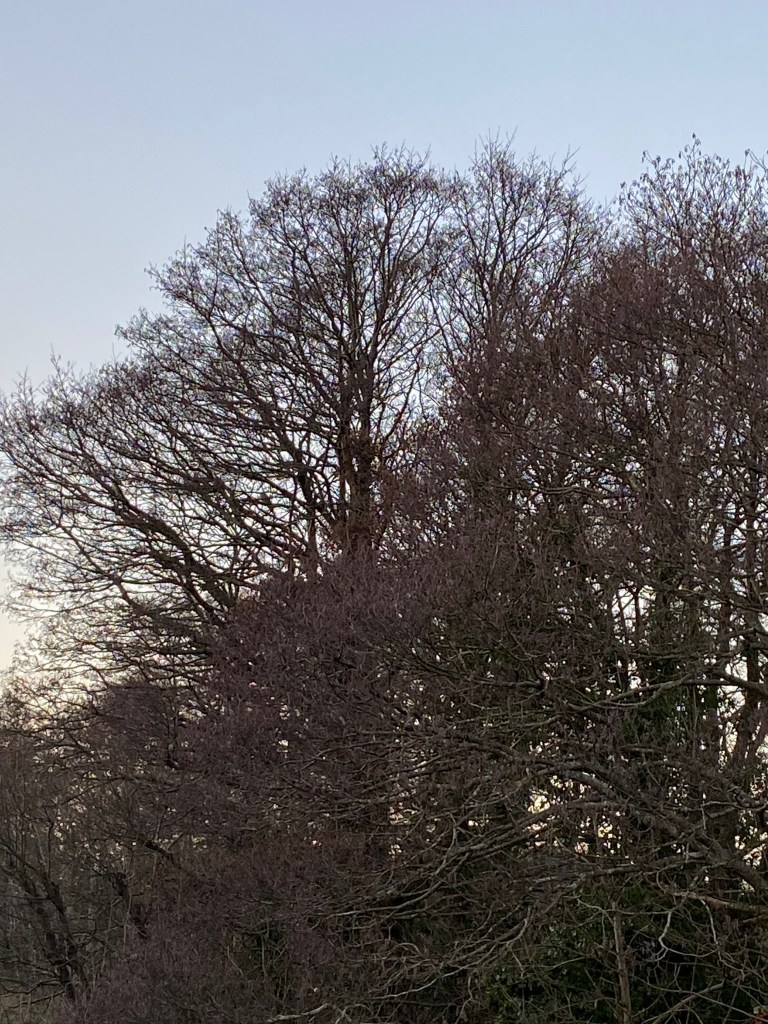 Silhouette trees waiting for Spring.