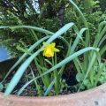 Lonely small daffodil.
