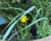 Lonely small daffodil.
