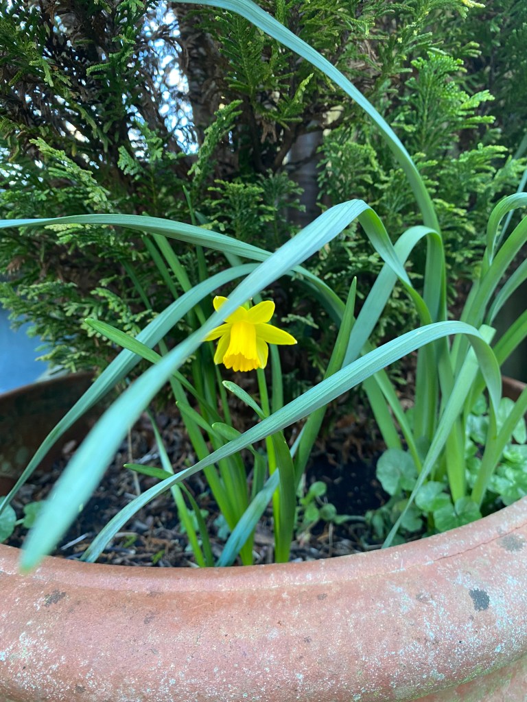 Lonely small daffodil.
