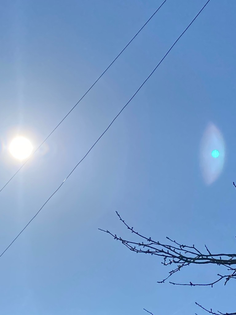 Telephone lines and a branch stretch across a clear, bright sky.