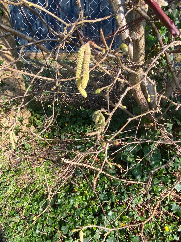 Early Hazel putting on a show. 