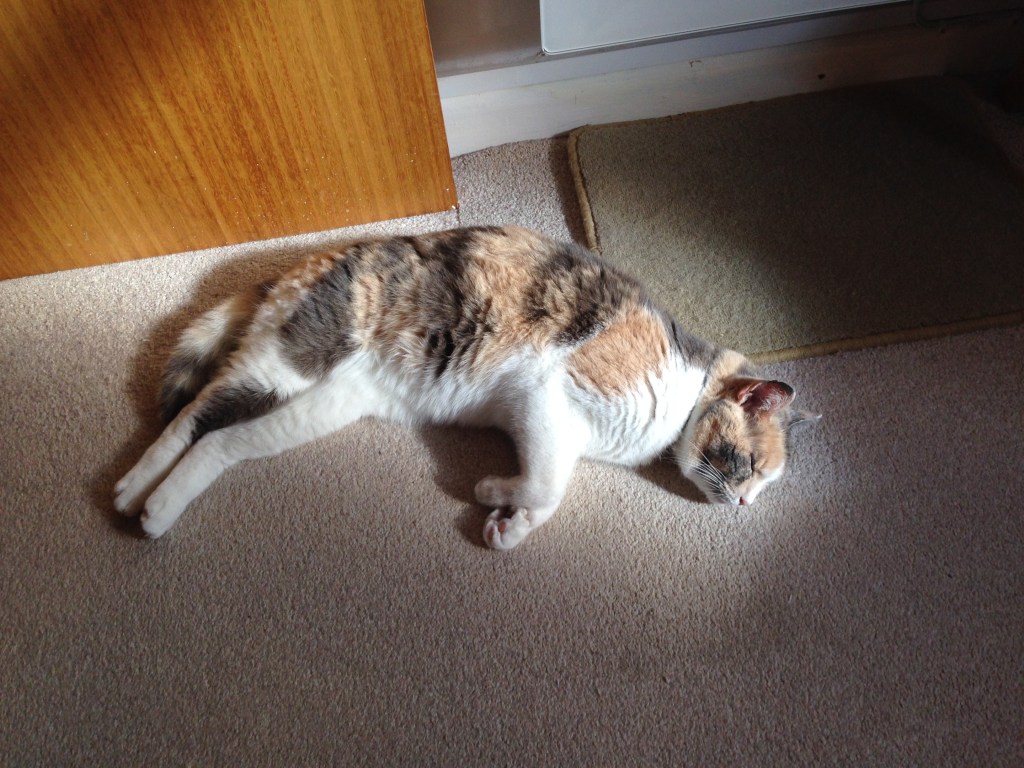 Maggie in the sunshine.