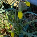 Daffodil almost in full flower.