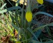 Daffodil almost in full flower.