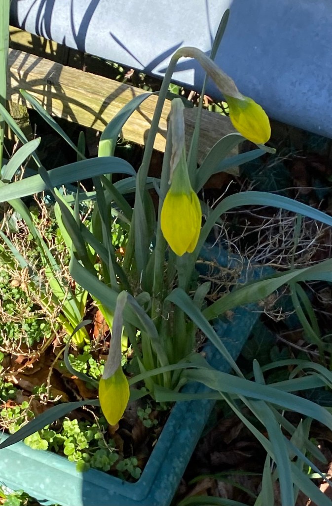 Daffodil almost in full flower.