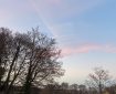 Pink wispy clouds over the treetops.