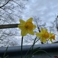 A grey sky brightened up by daffodils.