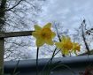 A grey sky brightened up by daffodils.