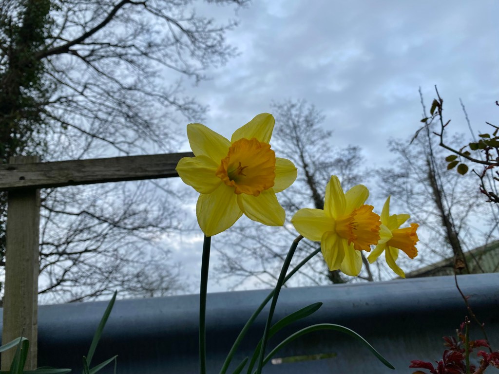 A grey sky brightened up by daffodils.
