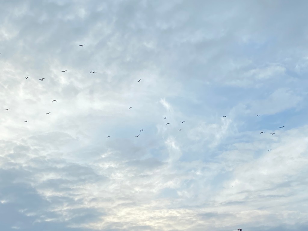 Seagulls returning home.