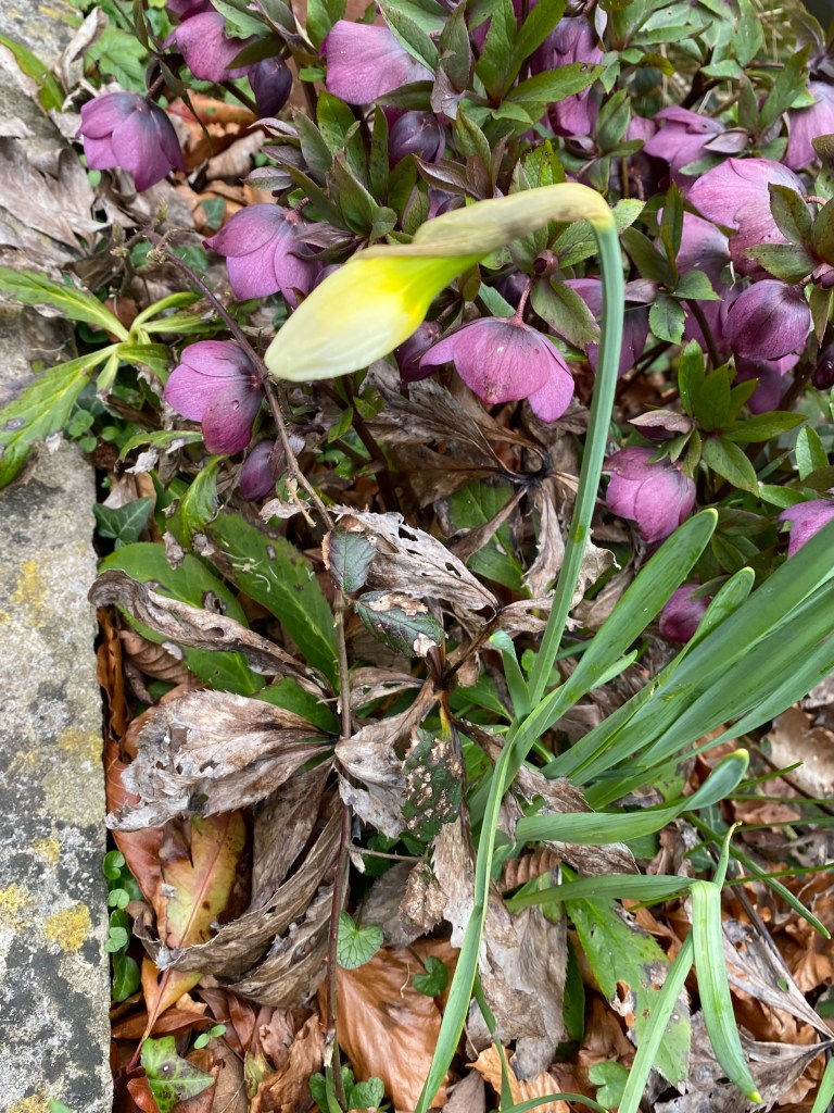Daffodil and Lenten Rose. 
