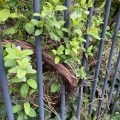 Old branch and new growth poke through some railings.