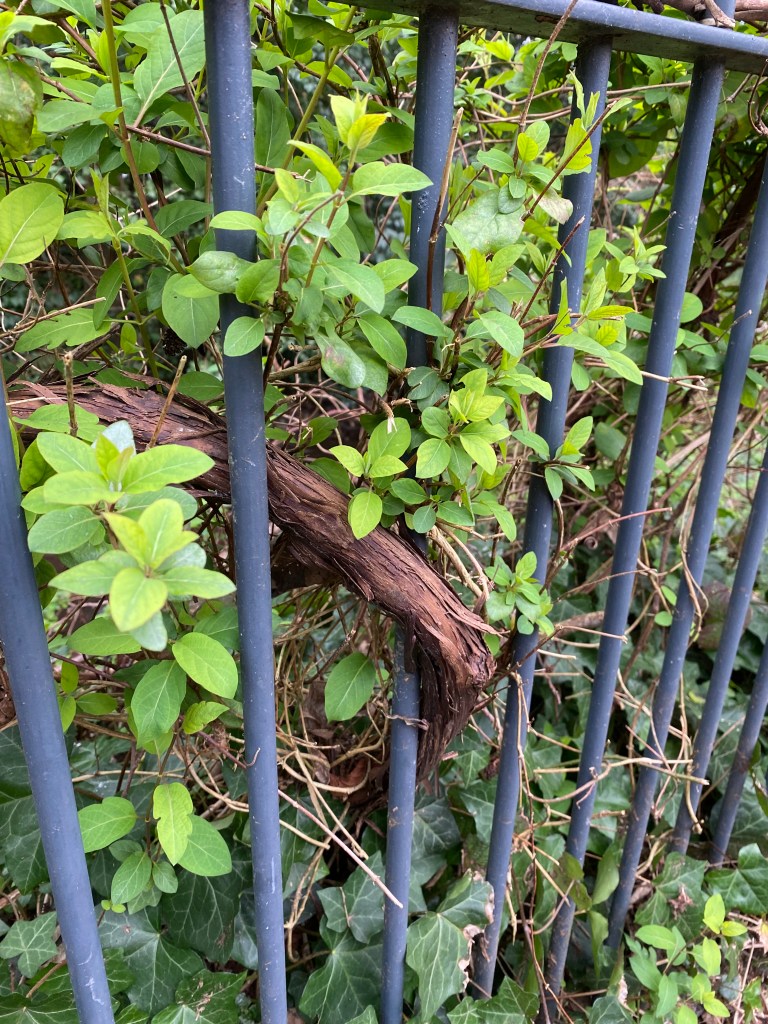 Old branch and new growth poke through some railings.