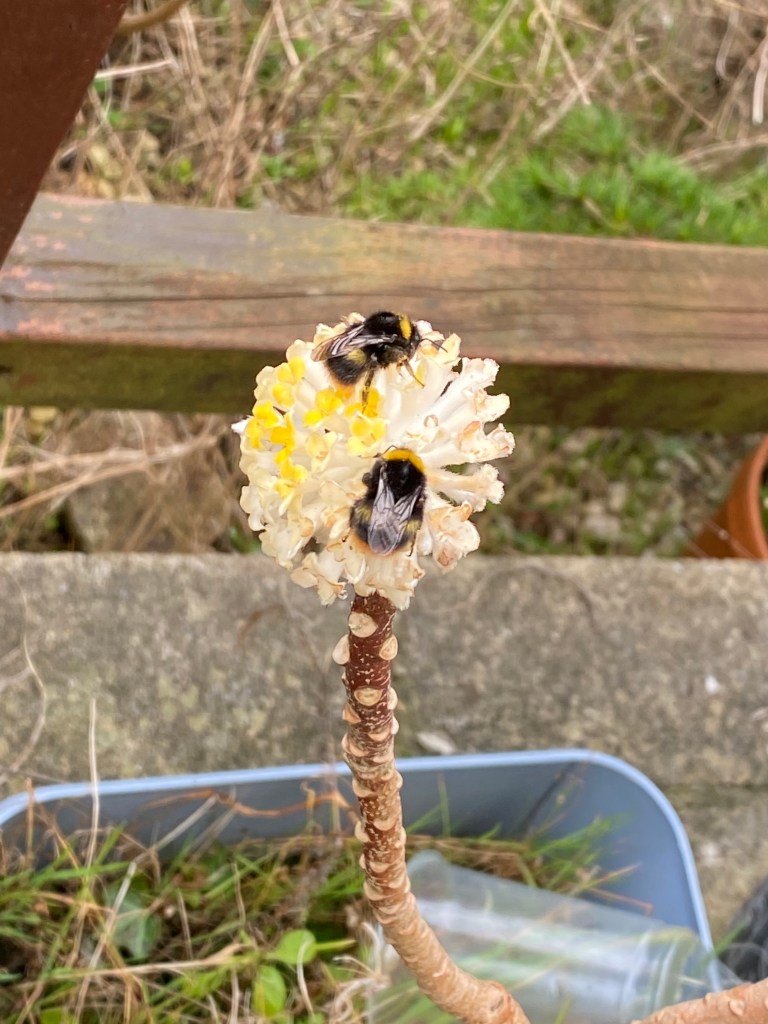 Two bees feeding on a Edgeworthia chrysantha.